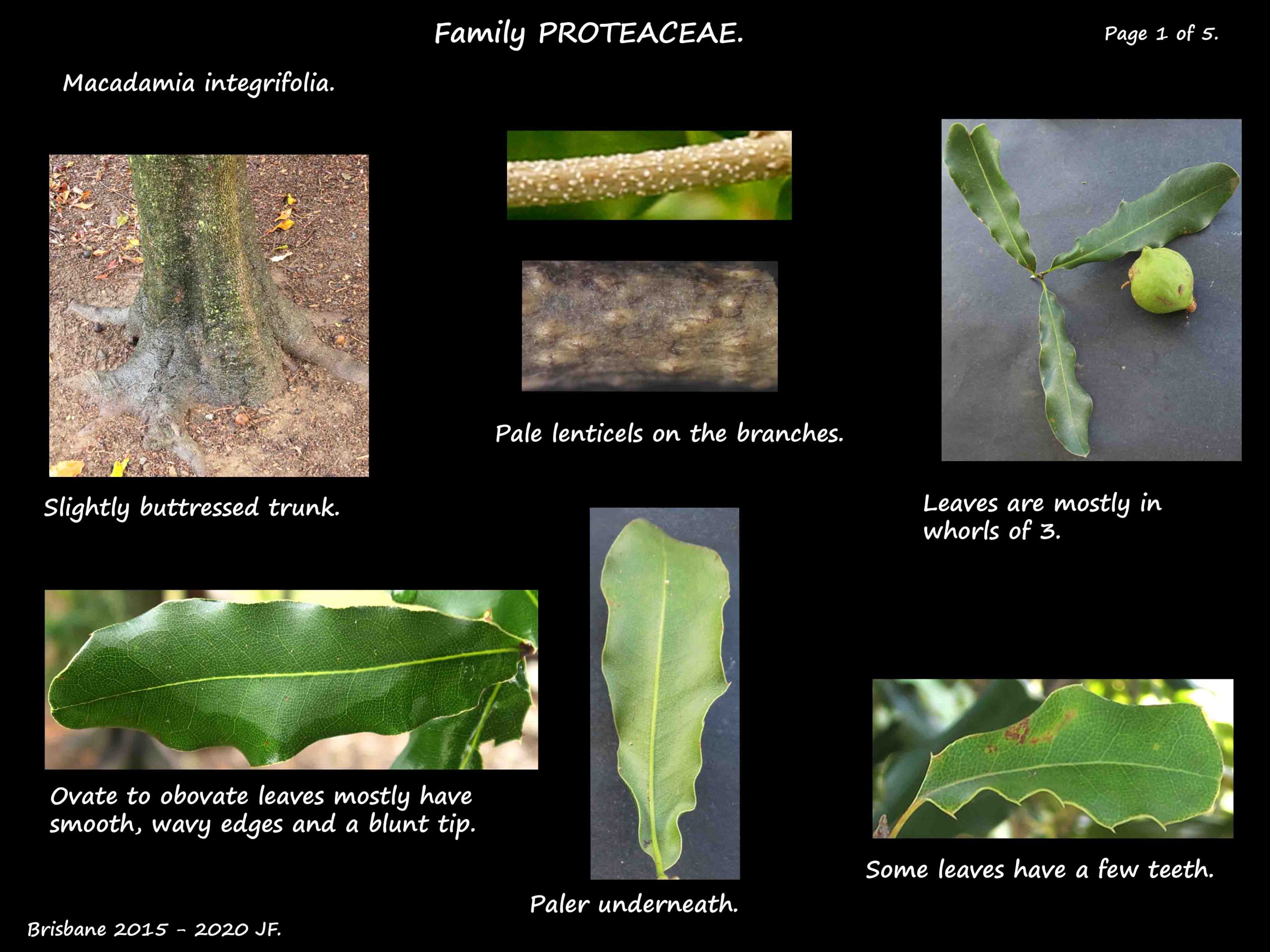 1 Macadamia integrifolia trunk & leaves